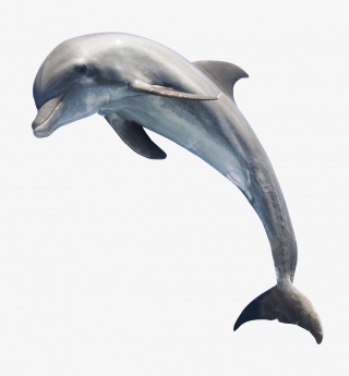 海洋生物海豚