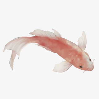 鲤鱼