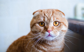 可爱猫咪高清桌面壁纸图片