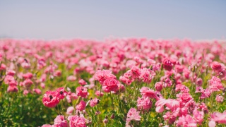 粉红色花瓣桌面壁纸
