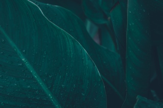 树叶叶子下雨水滴高清4k植物壁纸