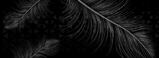 黑色背景线条羽毛banner