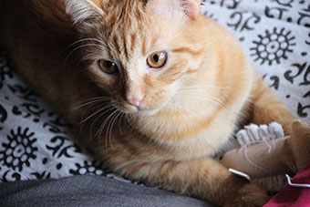 宠物猫摄影