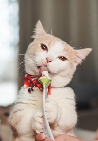吃东西的猫