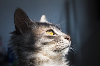 阳光照耀的萌猫咪