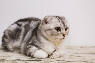 发呆的猫咪美短折耳