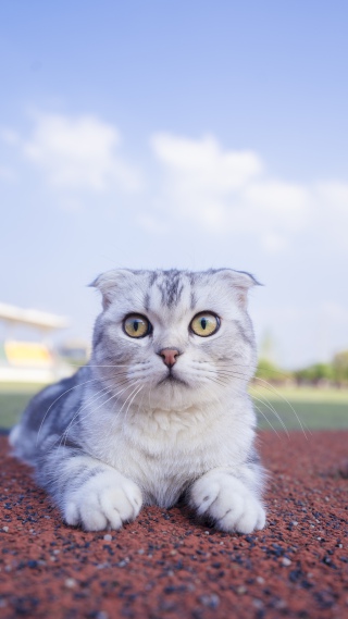 可爱美短小猫咪摄影