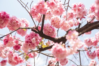 春天杏花桃花繁花盛开