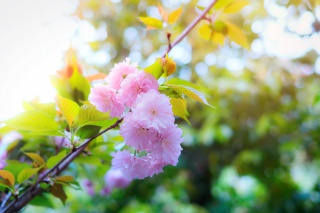 春天樱花生机勃勃
